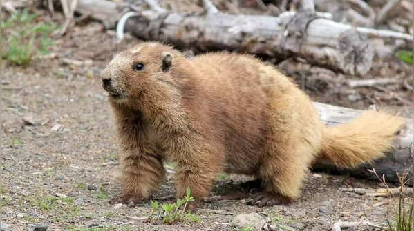 Olympic Marmot (Marmota olympus)