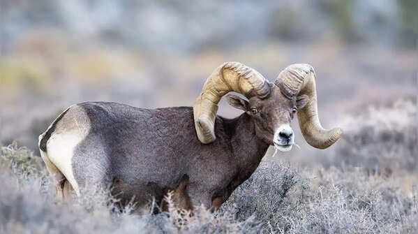 Desert Bighorn Sheep (Ovis canadensis nelsoni)