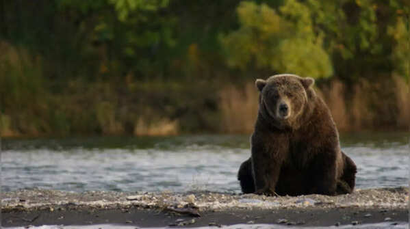 Alaska Peninsula Brown Bear (Ursus arctos)