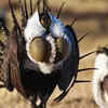 Gunnison Sage-Grouse (Centrocercus minimus)