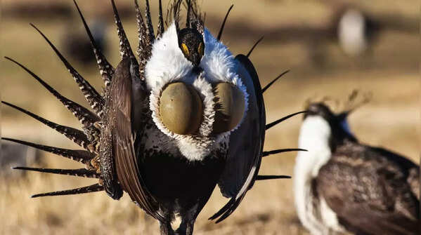 Gunnison Sage-Grouse (Centrocercus minimus)