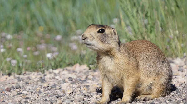Utah Prairie Dog (Cynomys parvidens)