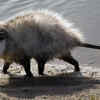 Virginia Opossum (Didelphis virginiana)