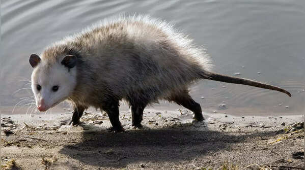 Virginia Opossum (Didelphis virginiana)