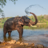 Periyar National Park, Kerala