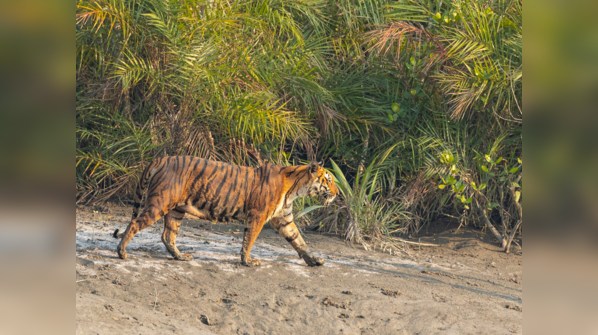 Sundarbans National Park, West Bengal
