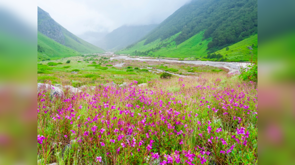 Nanda Devi and Valley of Flowers National Parks, Uttarakhand