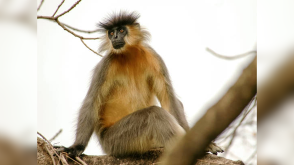 Manas Wildlife Sanctuary, Assam