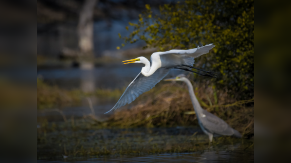 Keoladeo Ghana National Park, Rajasthan