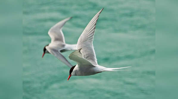 Chilika Lake, Odisha