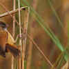 Dibru-Saikhowa National Park, Assam