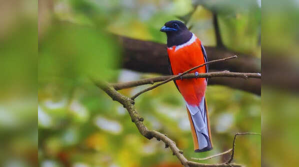Cotigao Wildlife Sanctuary, Goa