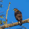Satpura Tiger Reserve, Madhya Pradesh