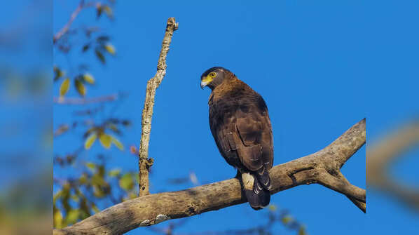 Satpura Tiger Reserve, Madhya Pradesh