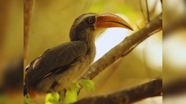 Dr. Salim Ali Bird Sanctuary, Kerala
