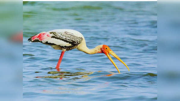 Keoladeo Ghana National Park, Rajasthan
