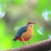 Indian Pitta