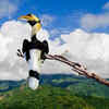 Great Indian Hornbill