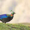 Himalayan Monal