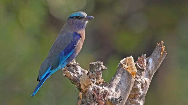 Indian Roller