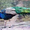 Indian Peafowl