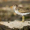 Spotted Sandpipers
