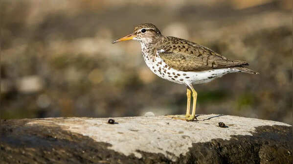 Spotted Sandpipers