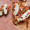 Ants