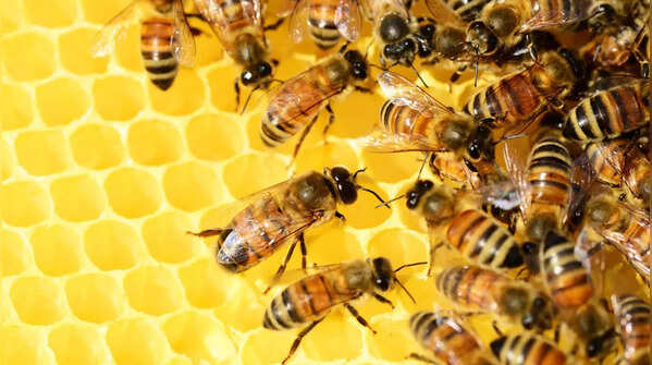 Bees