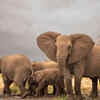 Elephants