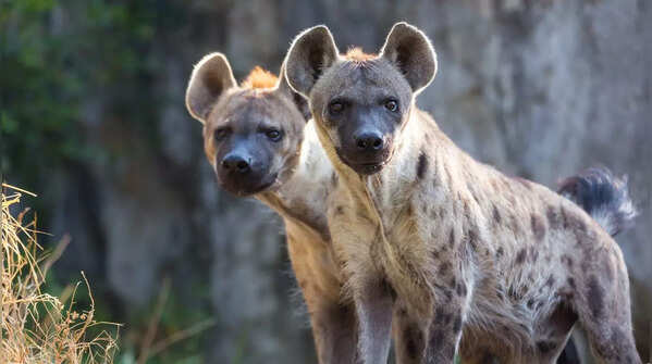 Hyenas