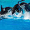 Orcas
