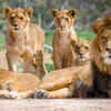 Lions