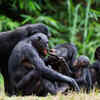 Bonobos