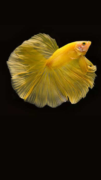 8 aquarium fish for beginners that are easy to care for and hard to kill
