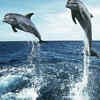 Dolphins