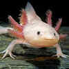 Axolotls
