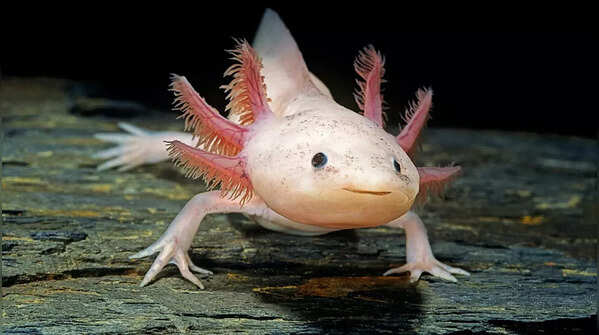 Axolotls