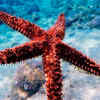 Starfish