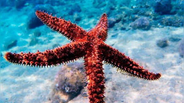 Starfish