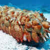 Sea Cucumbers