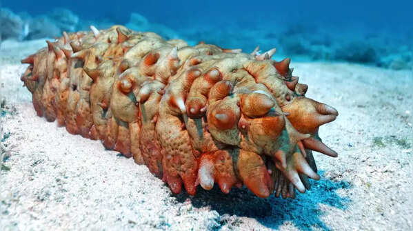 Sea Cucumbers