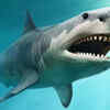 Sharks