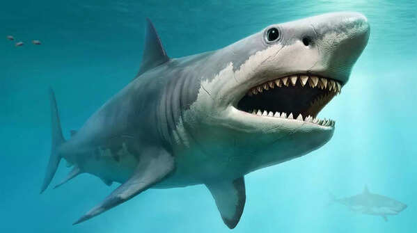 Sharks