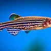 Zebrafish