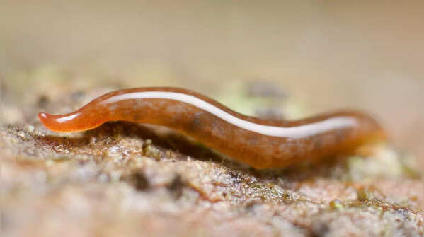 Planarians