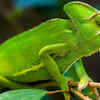 Chameleons