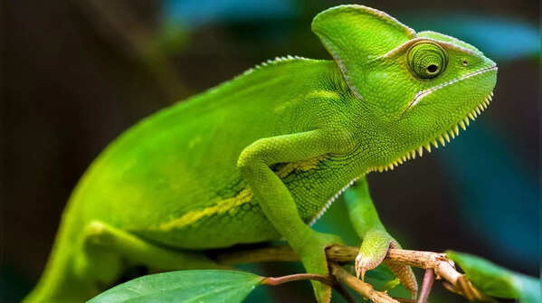 Chameleons