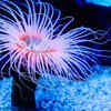 Sea Anemones