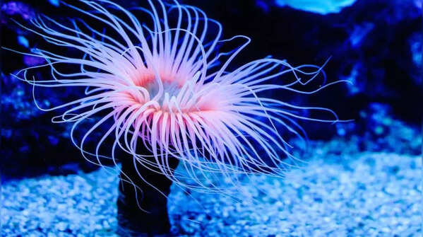 Sea Anemones